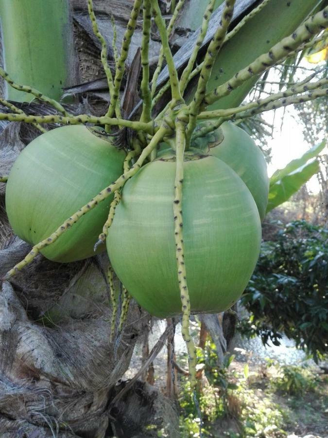 บ้านสวนปวิชญา เกษตรอินทรี Fang Bagian luar foto